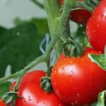 How to Sprout Supermarket Tomatoes in Just 5 Days