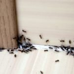 Keep Insects Out Even with Open Windows