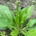 Plantago Major:  An underestimated plant