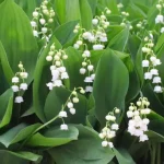Plantar lirio de los valles: la guía completa para hacer que tu jardín florezca con felicidad y dulzura