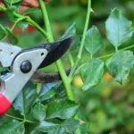 Prepara tu jardín para el verano: 6 plantas para podar ahora