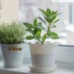 Simple Things You Should Do for Your Plants