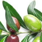 The Benefits of Olive Leaves: A Treasure of Nature