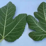 The Power of Fig Leaves: Several Benefits Hidden in These Leaves