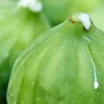 The Surprising Benefits of Fig Tree Sap