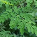 The benefits of Moringa: A natural treasure