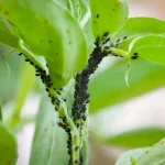 This ingredient present in all recipes is in reality an ultra-powerful insecticide
