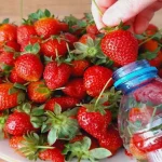This is the only way to store strawberries for a whole year: they will be even fresher