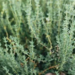 Tomillo: secretos y consejos para plantar y cultivar con éxito