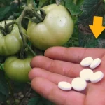 Vegetable garden: if you want huge, red, juicy tomatoes, give this to the plant