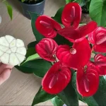 Very few people know this trick to make Anthurium bloom
