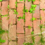 Vinagre, jabón y sal: tres sencillos ingredientes para evitar que crezca la mala hierba en el jardín