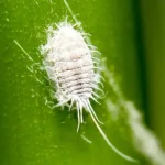 ¡Aquí le mostramos cómo eliminar de manera efectiva y natural el piojo harinoso de sus plantas y arbustos!
