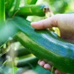 ¡Descubre cuándo y cómo cosechar calabacines!