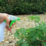 ¡Nuestra receta casera de herbicida con vinagre blanco para un jardín sano y natural!