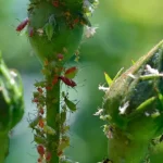 ¿Cómo controla efectivamente los pulgones en sus rosas?