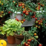 ¿Cuáles son las mejores verduras para cultivar en contenedores?