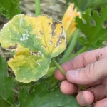 ¿Se deben cortar las hojas amarillas de los calabacines? Aclaraciones y consejos de los jardineros.