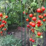 12 Strategies for Optimal Tomato Growth