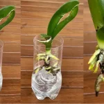5 worst places to put an orchid :  The orchid will die in a few days