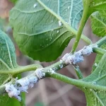 6 grandmother’s remedies to eliminate mealybugs that are ravaging your plants
