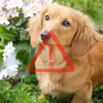 Beautiful but toxic plants for dogs and cats, check if you have them: the list