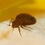 Bedbugs: the ingredient in your cupboards (and the garden) that helps eliminate them in record time