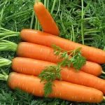 Carrots will grow large, smooth, juicy and sweet: 3 important feedings for an excellent harvest