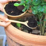 Coffee Grounds in the Garden: Avoid These 7 Common Mistakes to Protect Your Plants