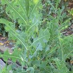 Common wild lettuce: people consider this plant bad but in reality it is a treasure
