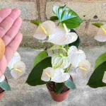 Don’t throw it away again if you want to make the neighbors die of envy: lush flowers and plants