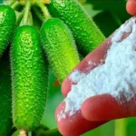 Give this to cucumbers and you’ll be harvesting them until autumn arrives – try it now