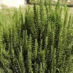 Here are 5 things to do if you want to have consistently thick and fragrant rosemary