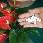 Here is the secret to having healthy and thriving anthurium for many years