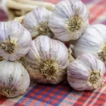 How to store garlic to keep it fresh for as long as possible? Most people make 1 mistake