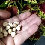 It’s gold for the growth of your plants: one cup is enough to explode many flowers