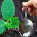 Just one spoonful for each cucumber you have in the garden and you will harvest twice as many