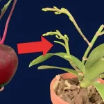 Just this seasonal vegetable is enough to make the orchid garden explode