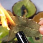 Laurel leaves, everyone is burning them in their homes: what happens will surprise you