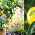 Lemons, fertilize them like this: you will have an abundant and lush fruit tree until autumn | Better than from the nursery