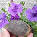 Lush blooms for years if you do this move once a month – they won’t rot