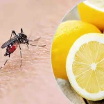 Mosquitoes, the lemon-based mixture that destroys them in 2 seconds: goodbye to itching forever