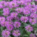 Neither lavender nor mint, this is the plant you should put on your balcony to scare away mosquitoes