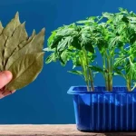 Never plant tomatoes and peppers without this, you’ll see: they will grow endlessly