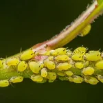 No more aphids or scale insects on your plants: find out how to eliminate them in a simple and natural way