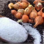 Onions, plant them with this special supplement: zero pests and high yield