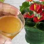 Only if you pour this cup will your flowers remain lush for 3 years: guaranteed result