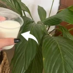 Peace lily, forget the water: water it with this and it lasts you forever