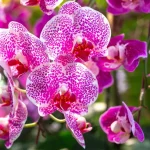 Place this vegetable next to your orchid: it will flower almost instantly