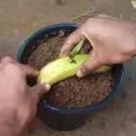 Plant a banana in the ground: it’s surprising what happens after 7 days